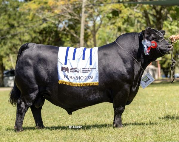 Angus El Refugio 4º Remate Anual Virtual Angus El Refugio 4º Remate Anual Virtual