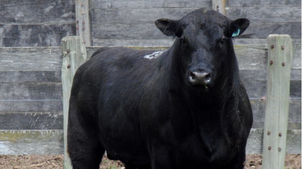 Angus CAPELA 6º Remate