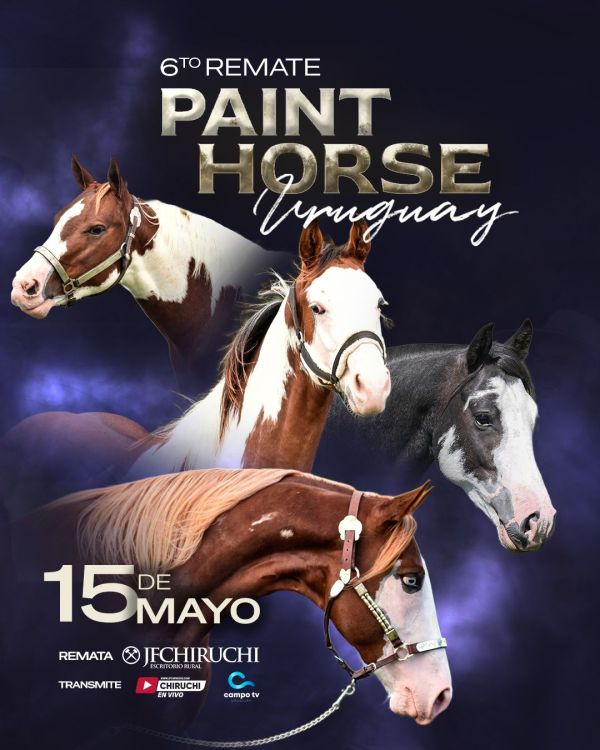 6TO REMATE PAINT HORSE URUGUAY