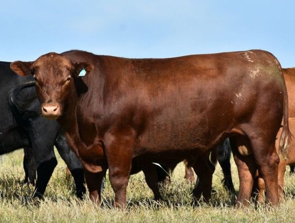 Angus Los Tilos 37º Remate Anual VIRTUAL