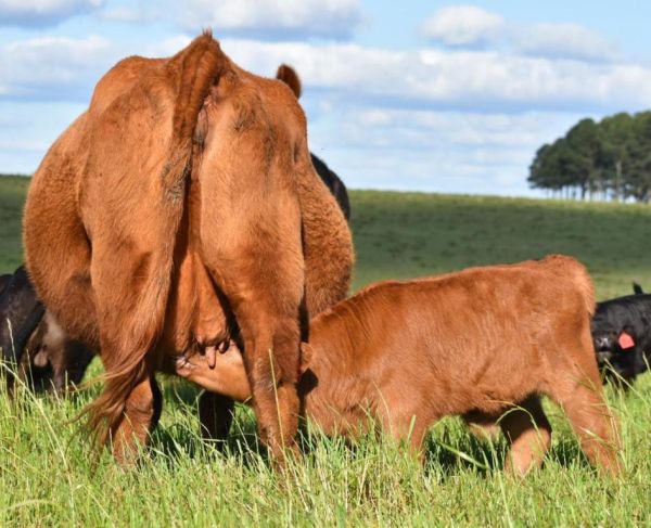 10ª Exposicion Angus en Florida