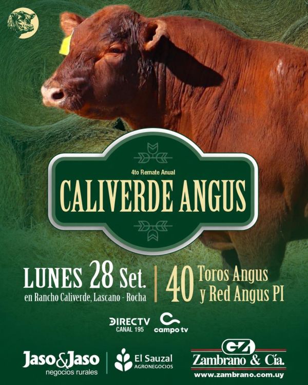 Caliverde Angus Caliverde Angus